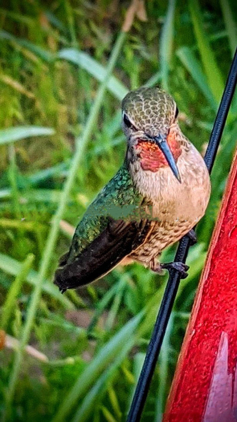 Hanging Long Tube Red Bird Feeder Hanging Hummingbird