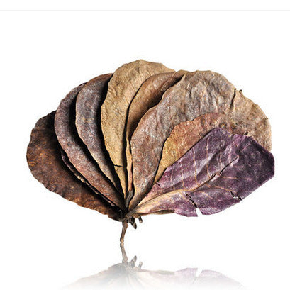 Olive Leaf Aquarium With Olive Leaf Lowers Ph Value, Lowers Acidity, Softens Water Quality, Aquatic Fish